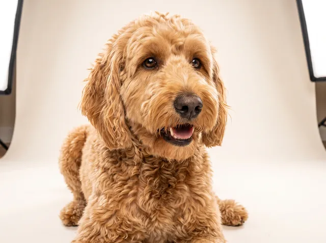 Golden Doodle after bath and brush service — Blush N Paw mobile dog grooming Dubai